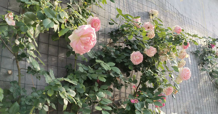 微信图片_20250512172246.png